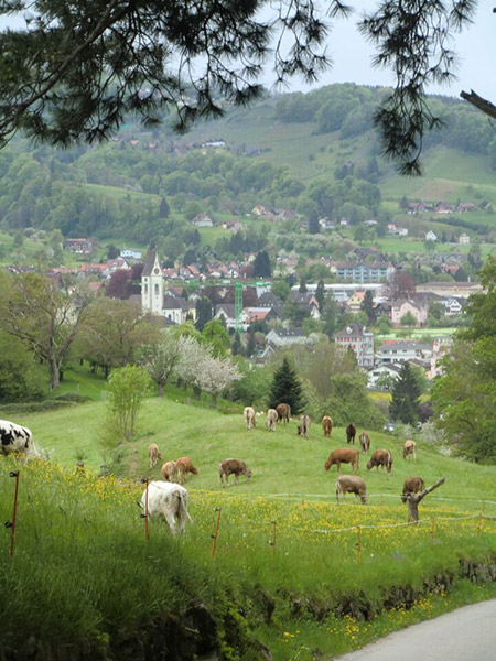 Das historische Städtchen Rheineck